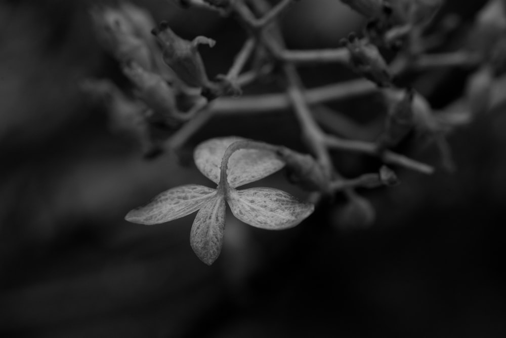 grayscale photo of 5 petaled flower