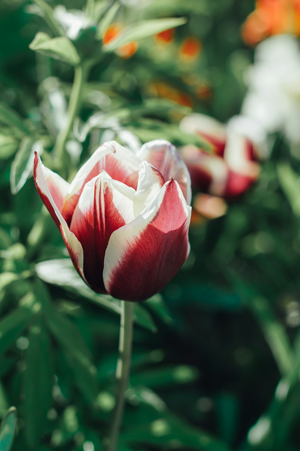 fiore rosso e bianco in lente tilt shift