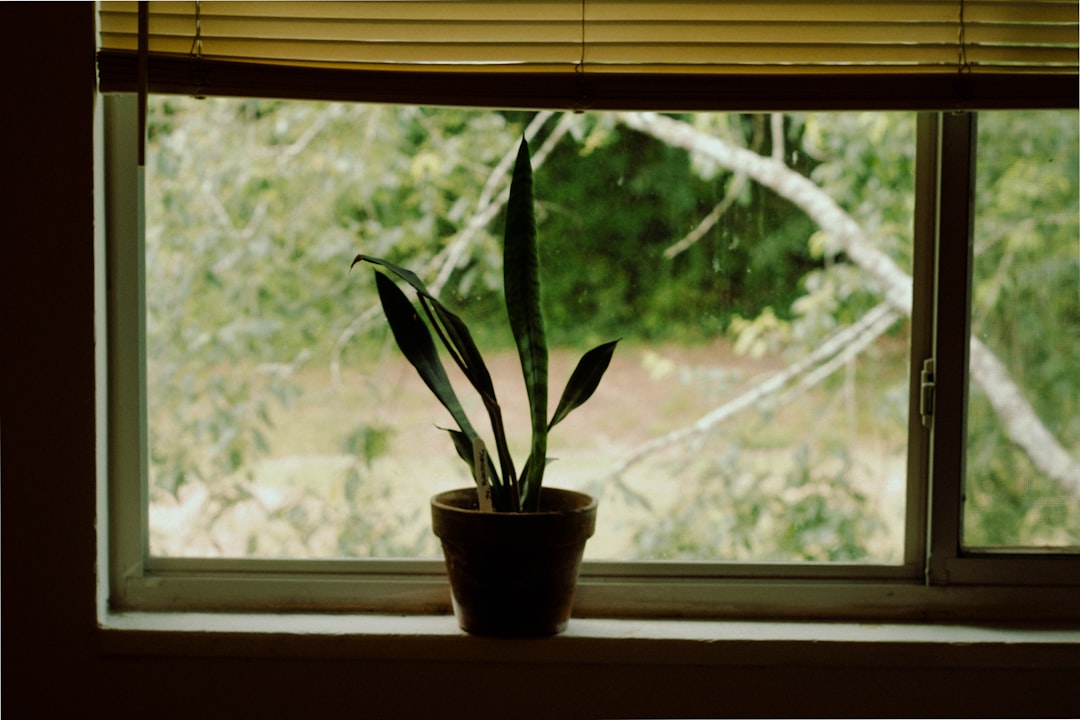 green plant on brown pot near window