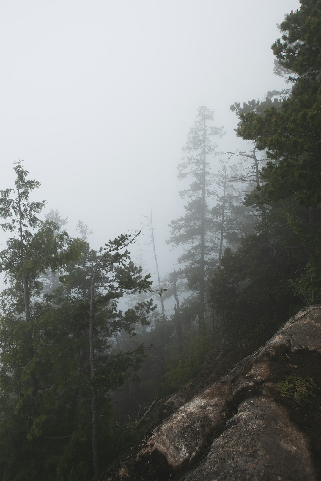 travelers stories about Forest in British Columbia, Canada