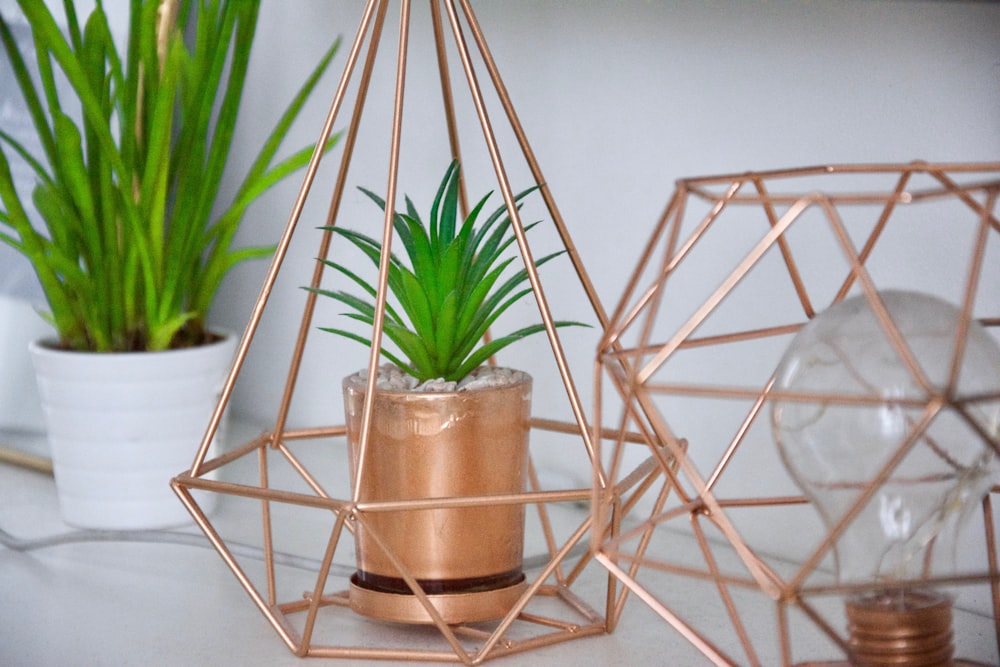 green plant in brown pot on white metal rack