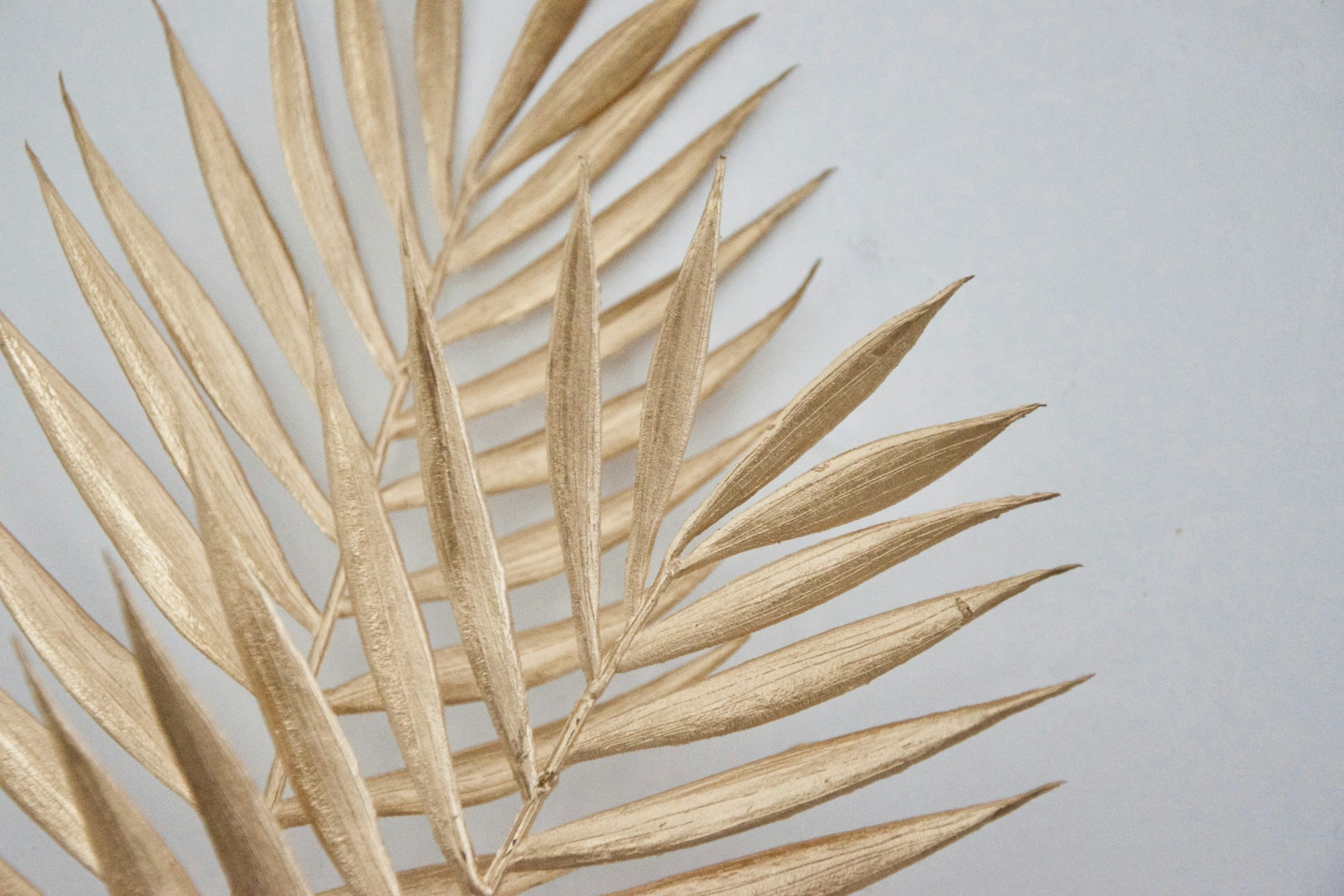 brown plant on white surface