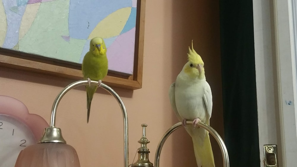 green and white bird on stainless steel stand