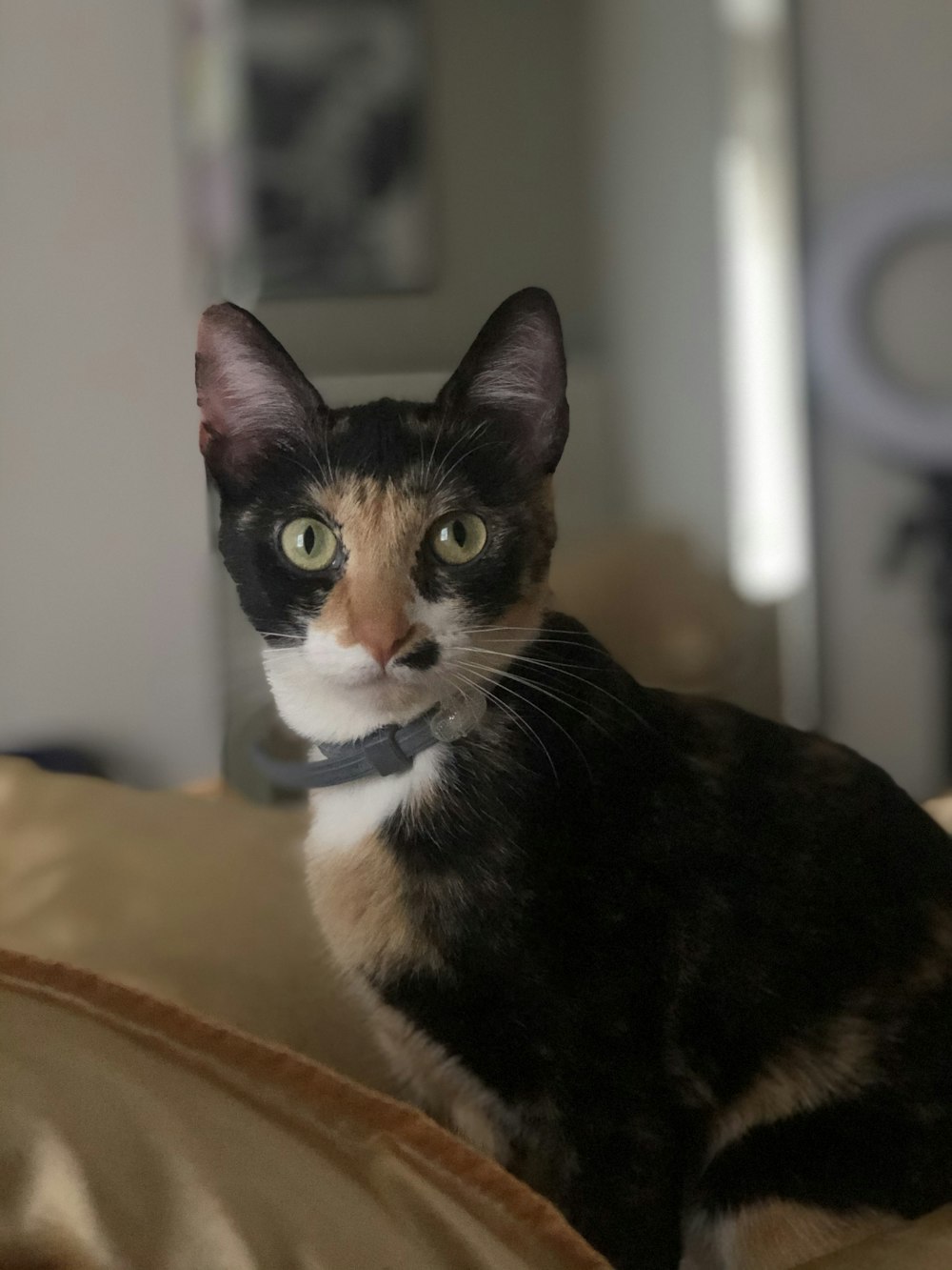 tuxedo cat on brown textile