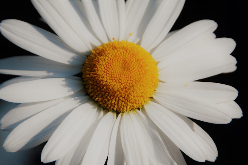 flor de margarita blanca en flor