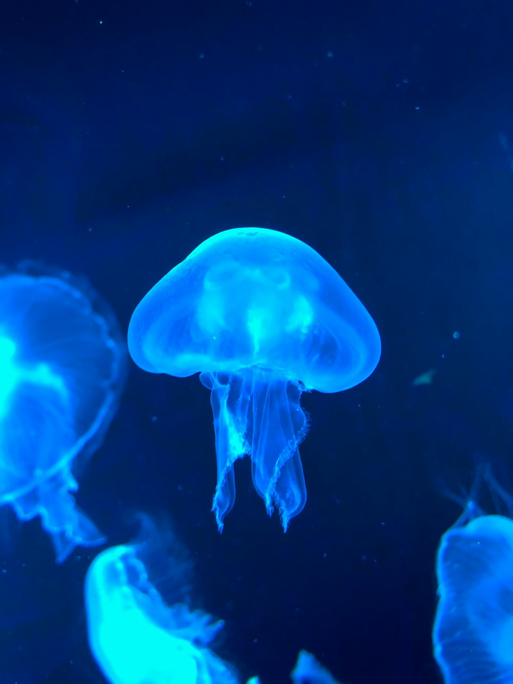 blue jellyfish in water in close up photography