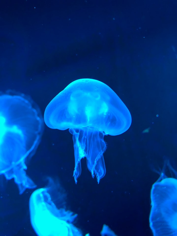 A Jellyfish Bloom