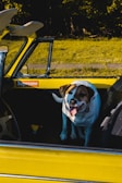 A group of excited dogs boarding the bright yellow Fetch Bus, tails wagging eagerly.