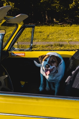 A group of excited dogs boarding the bright yellow Fetch Bus, tails wagging eagerly.