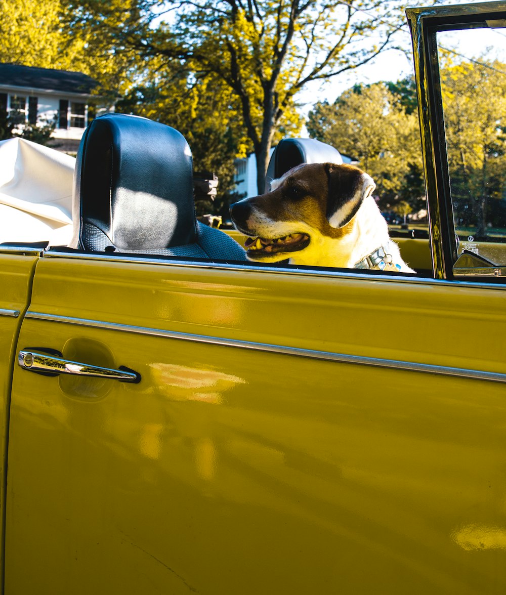黄色い車に乗った白と黒のショートコートの犬