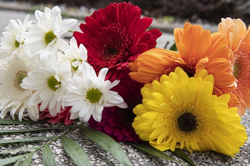 A bright bouquet of mixed seasonal flowers with a subtle Christmas touch on a white background.