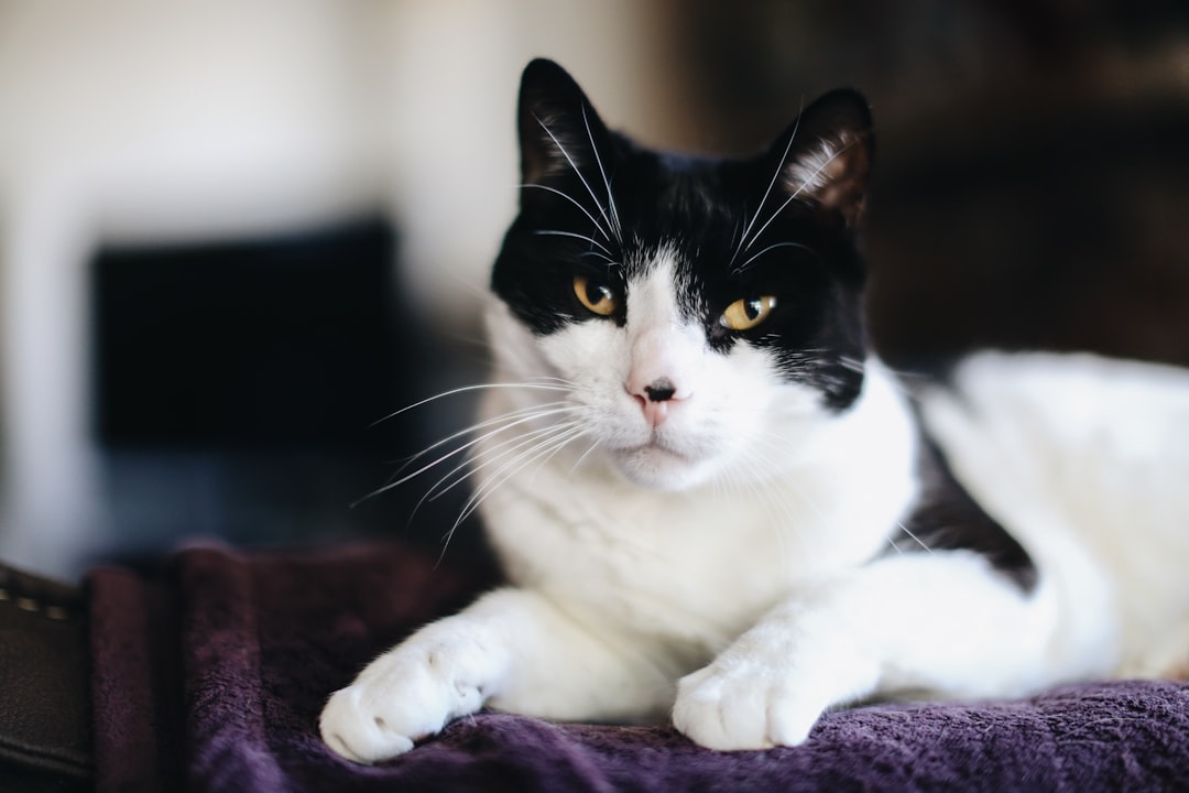 white and black cat on red textile