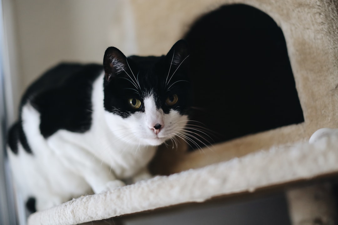 tuxedo cat lying on white textile