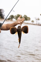 brown and black fish on persons hand