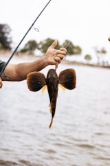 brown and black fish on persons hand