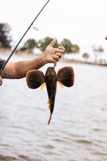 brown and black fish on persons hand