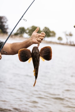 brown and black fish on persons hand