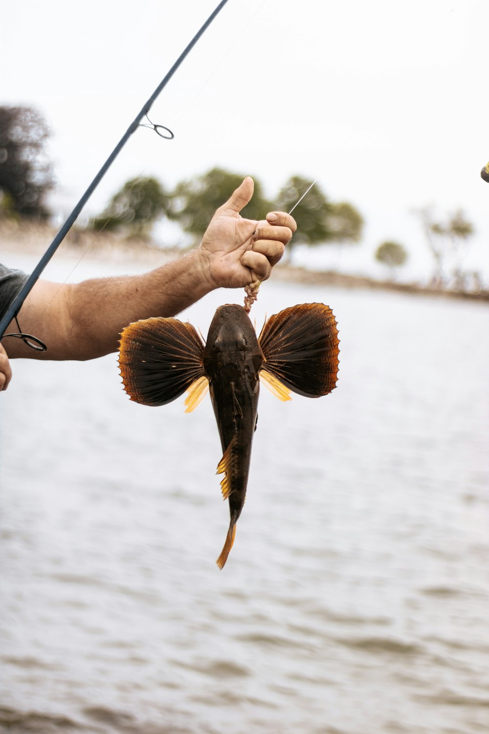 brown and black fish on persons hand