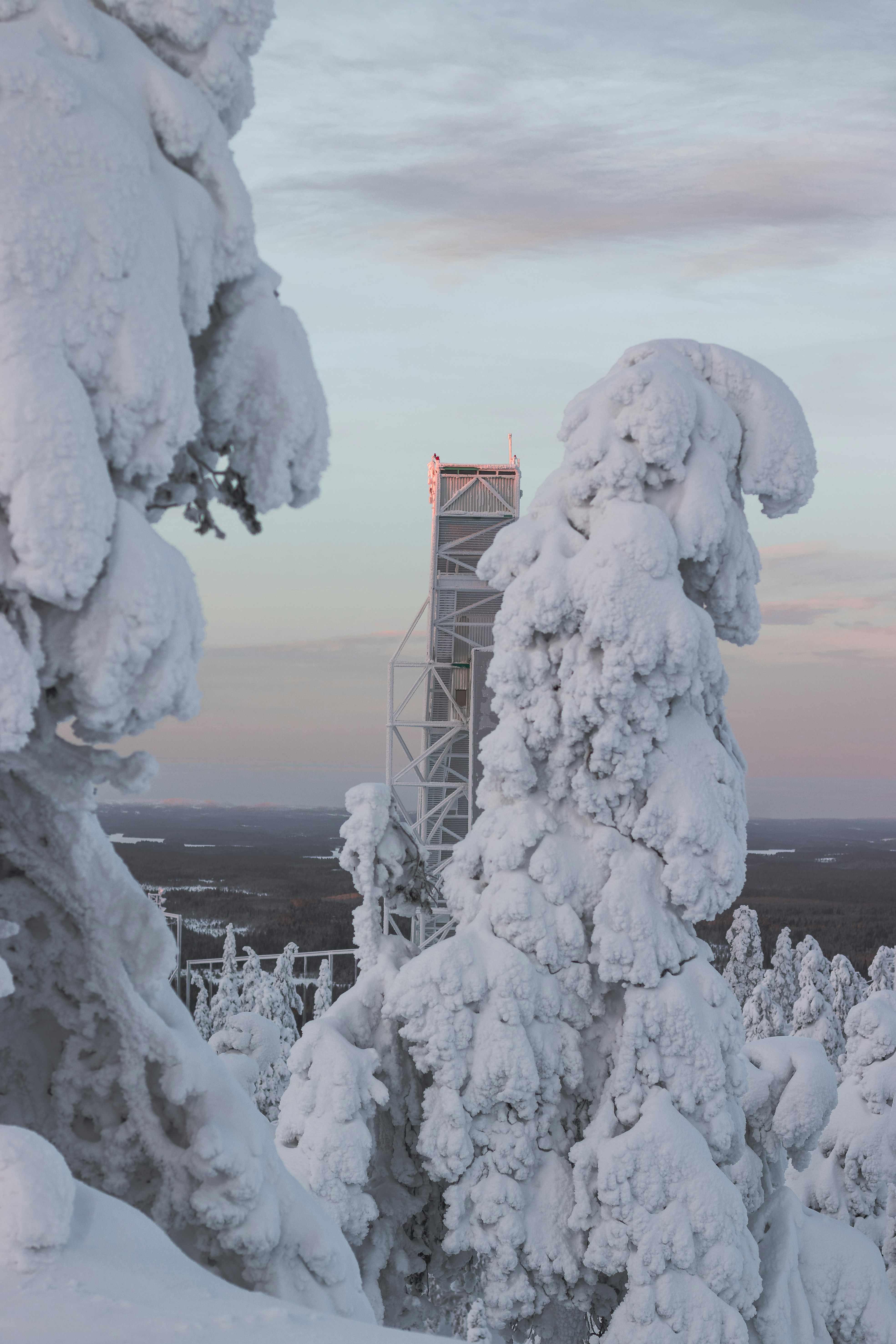 snow covered tree near body of water during daytime