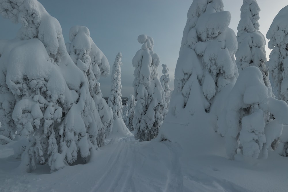 snow covered trees during daytime