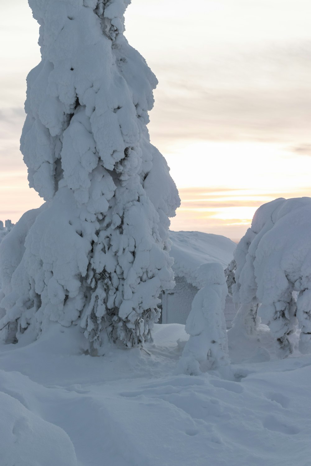 snow covered tree on snow covered ground during daytime