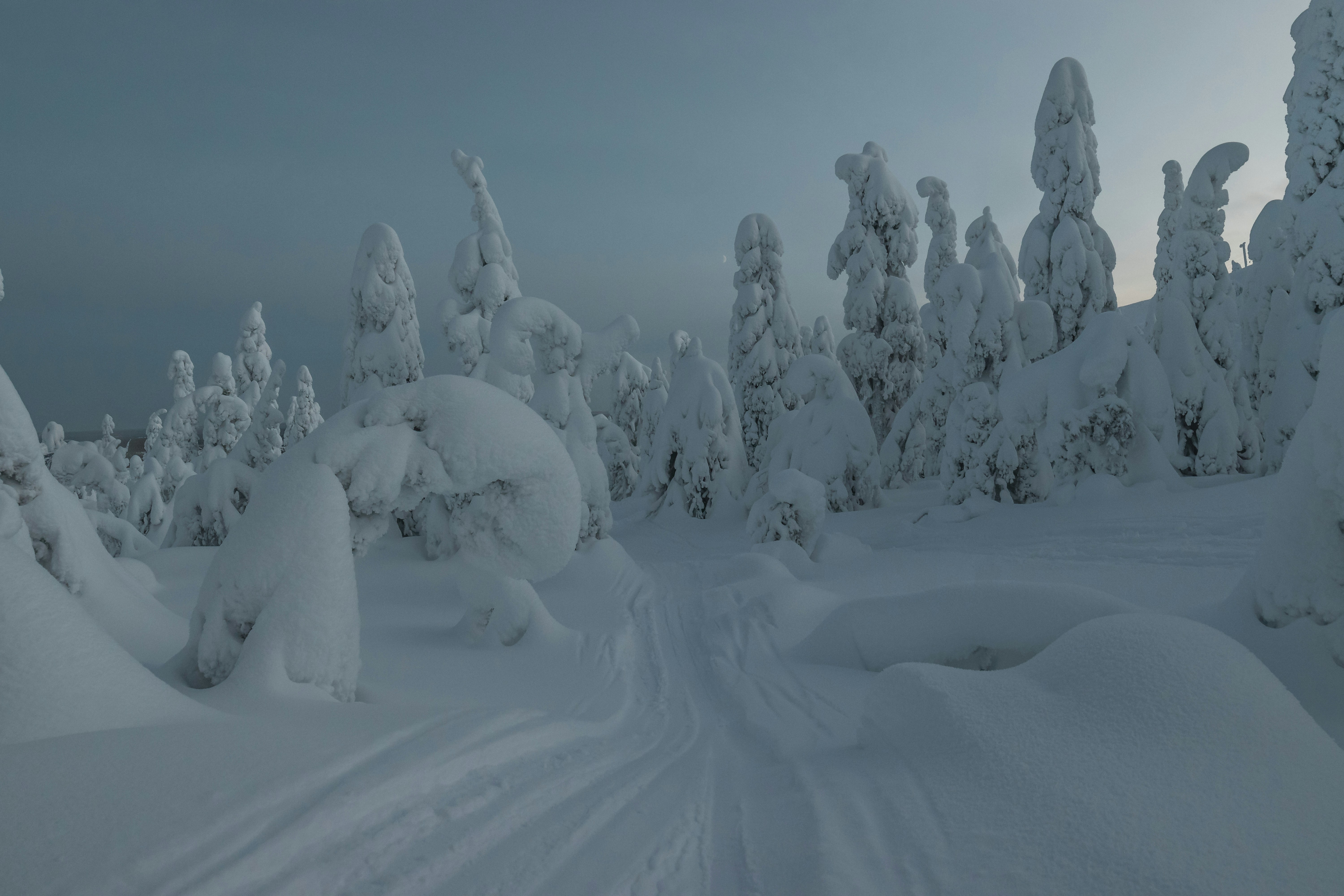snow covered trees during daytime, 