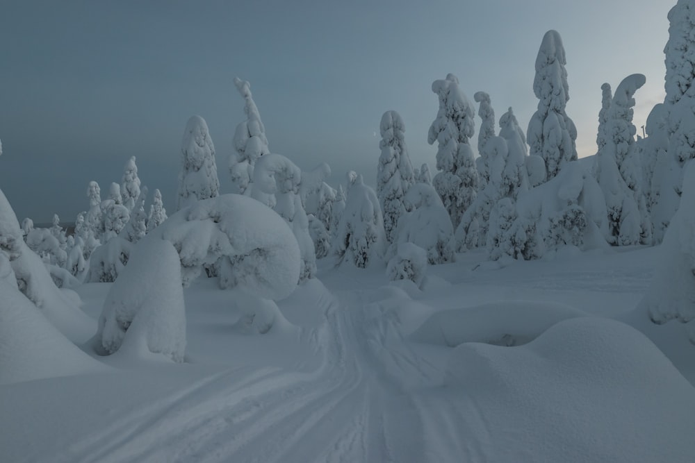 snow covered trees during daytime