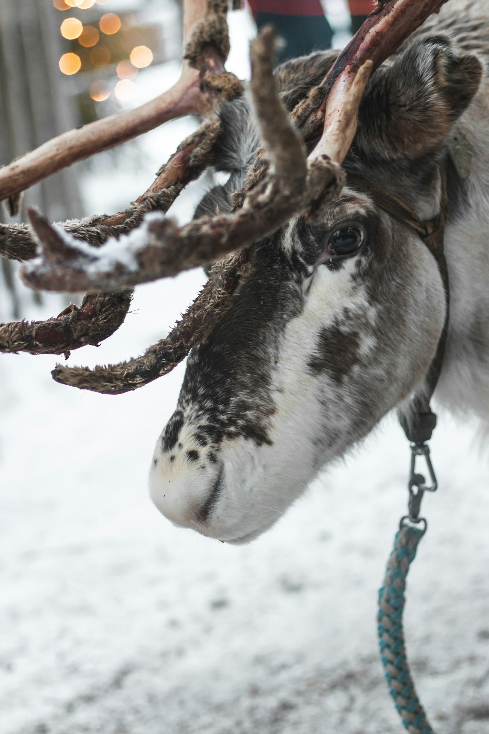 Canon EOS 77D (EOS 9000D / EOS 770D) + Canon EF 50mm F1.4 USM sample photo. White and brown cow photography