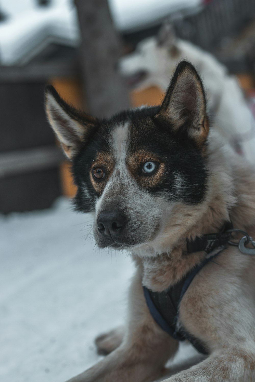 black and white siberian husky on snow covered ground during daytime