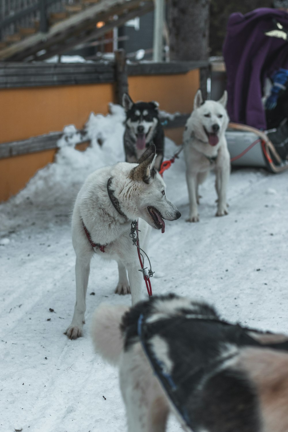 white and black siberian husky on snow covered ground during daytime