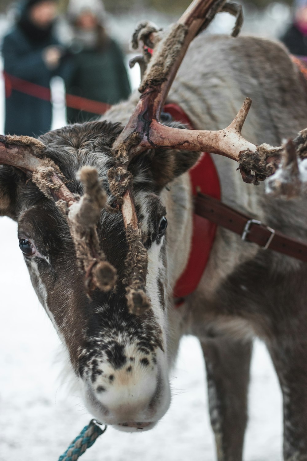 white and brown cow with red leather strap on neck