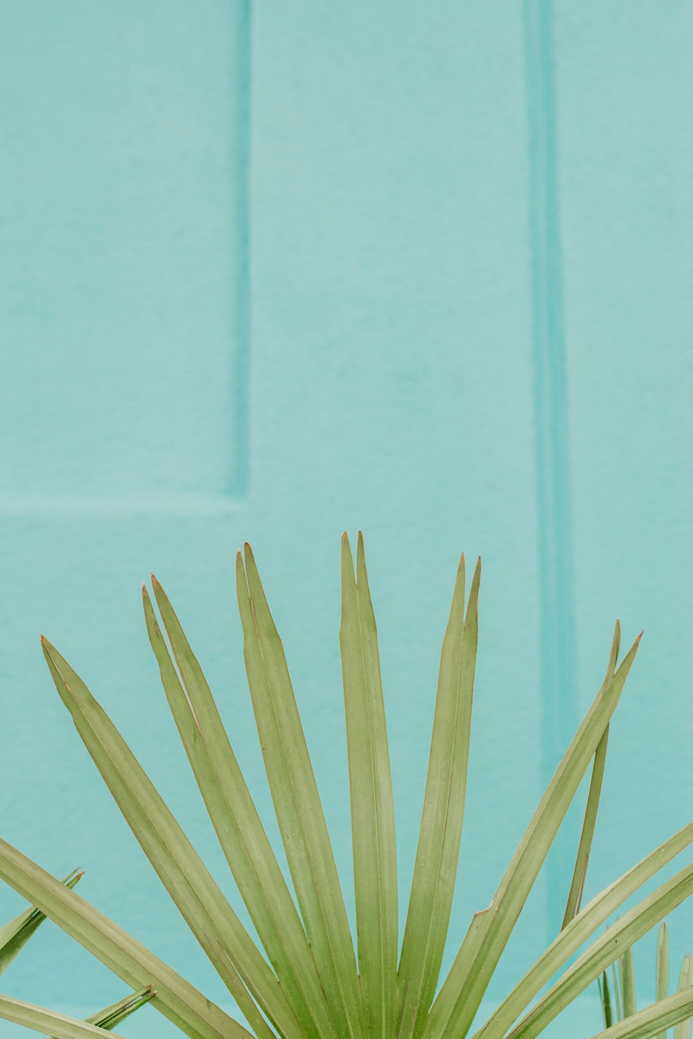 a green plant in front of a blue wall