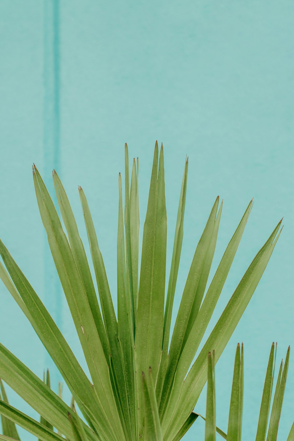 green plant in close up photography