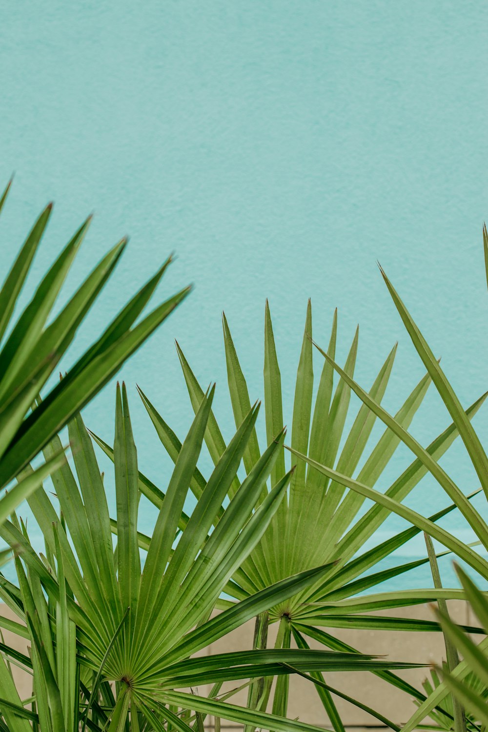 green palm plant near body of water