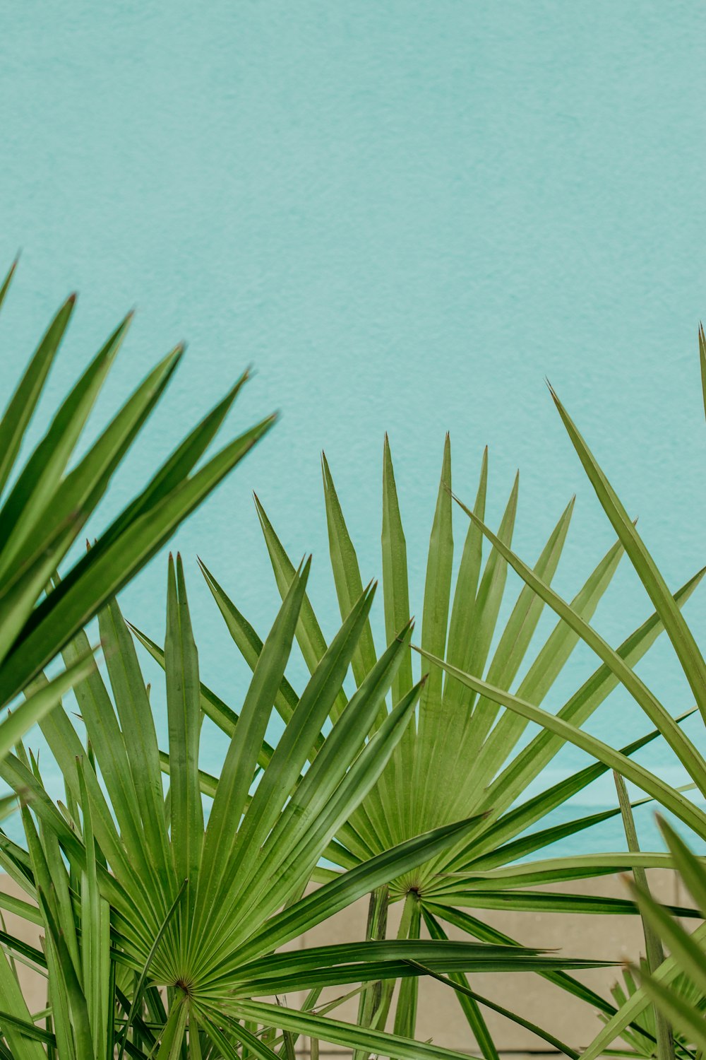 Planta de palma verde cerca del cuerpo de agua