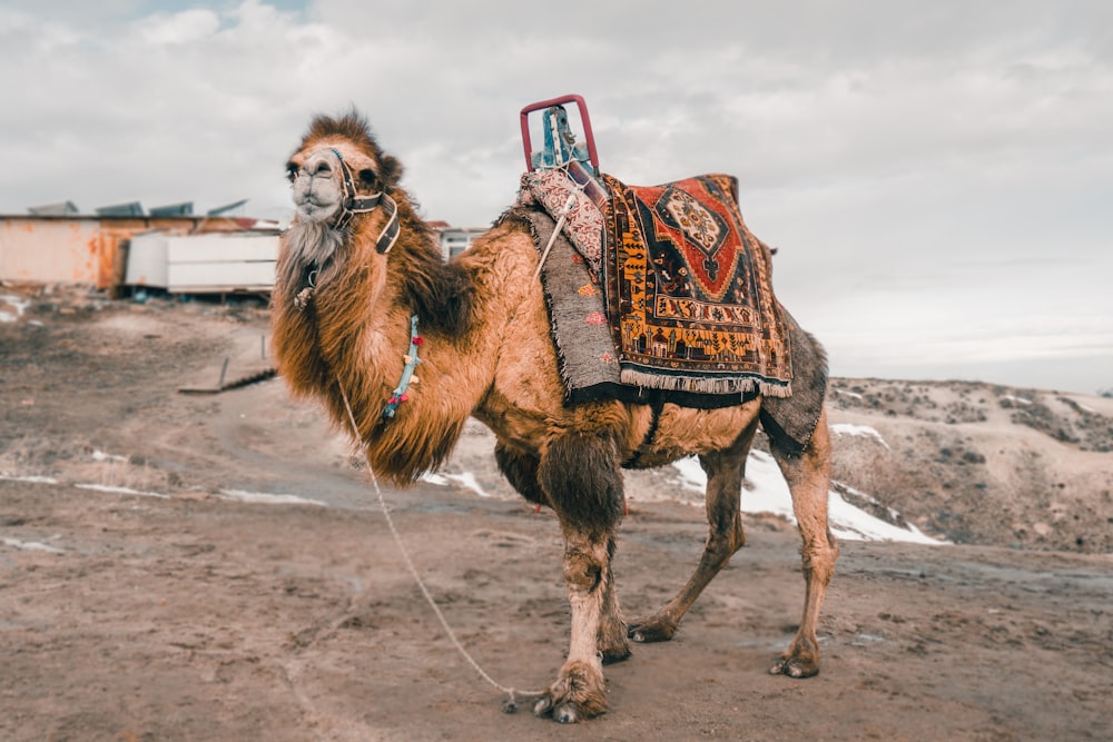 brown camel on brown sand during daytime