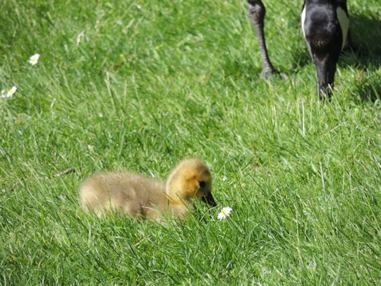 yellow duckling on green grass field during daytime in Granville Island Canada