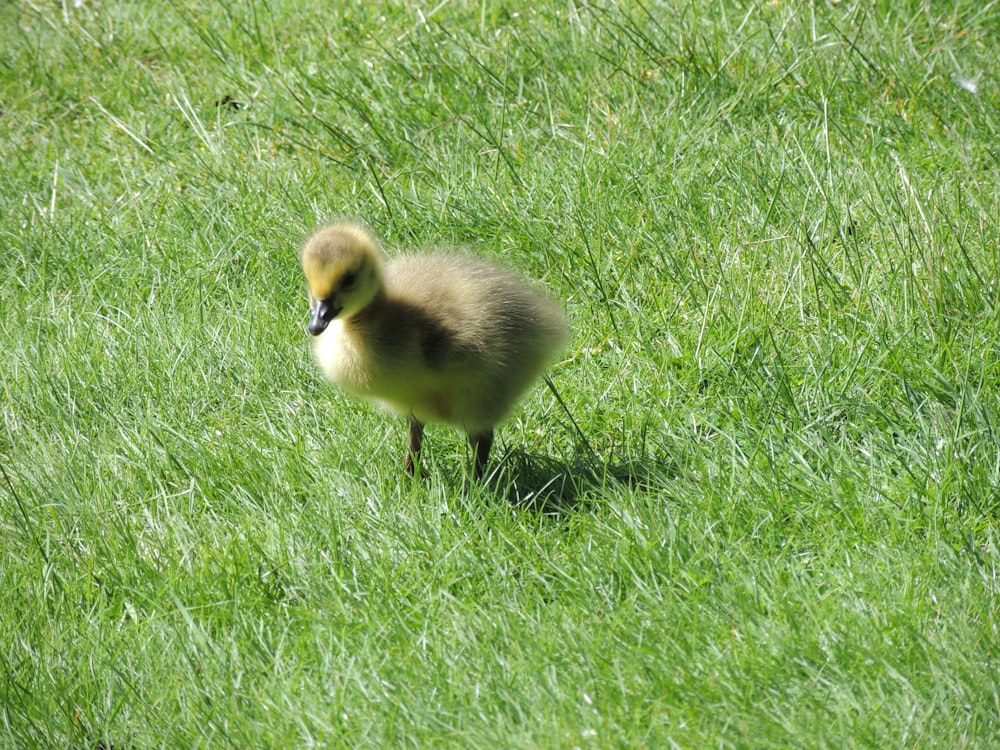 patinho amarelo no campo de grama verde durante o dia