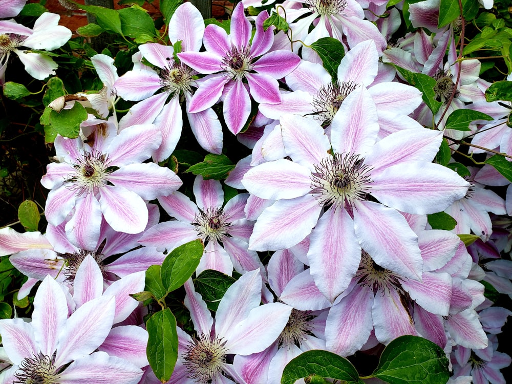 pink and white flowers with green leaves