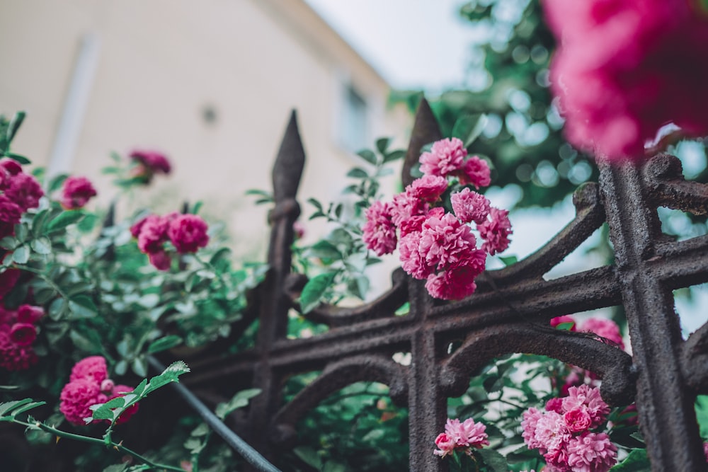 pink flowers on black steel fence