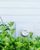 An analog utility meter is mounted on the exterior wall of a building. In front of the meter, there is a lush green shrub with broad leaves. The wall is covered with white siding, creating a clean and orderly background.