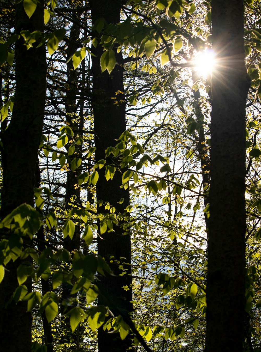 the sun shines through the trees in the forest