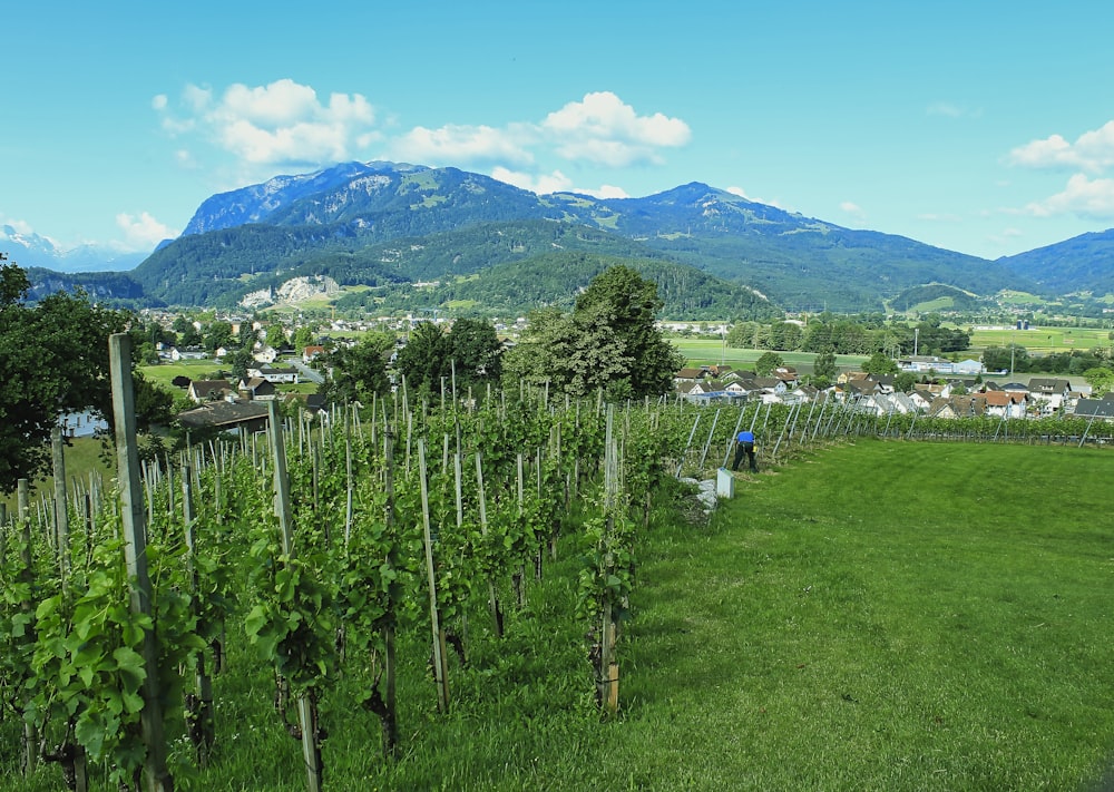 green grass field with green trees and mountains in the distance