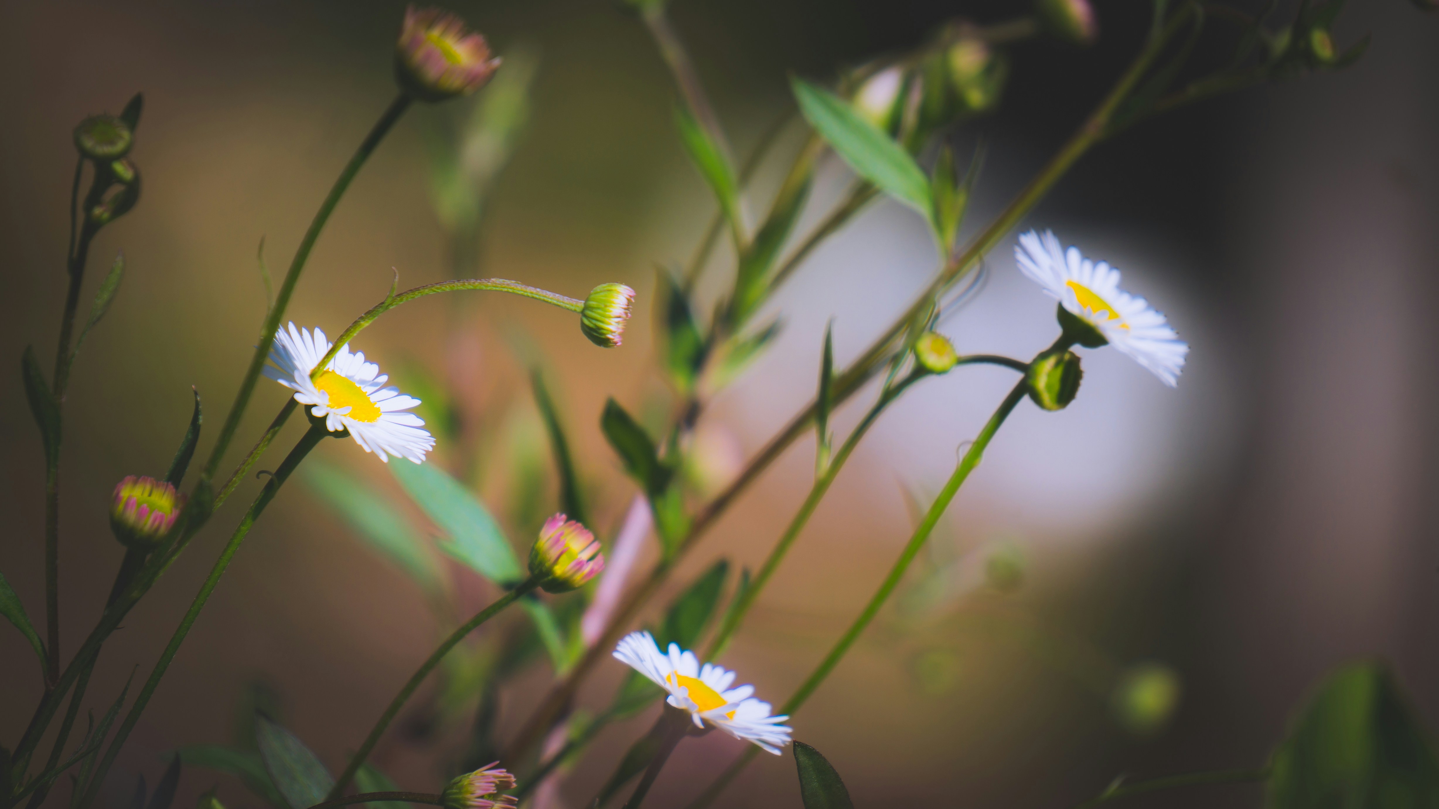 Photo by dr_photography