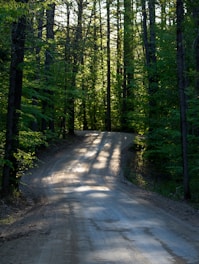 gray pathway between green trees during daytime