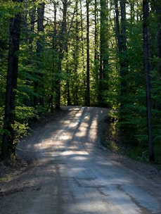 gray pathway between green trees during daytime
