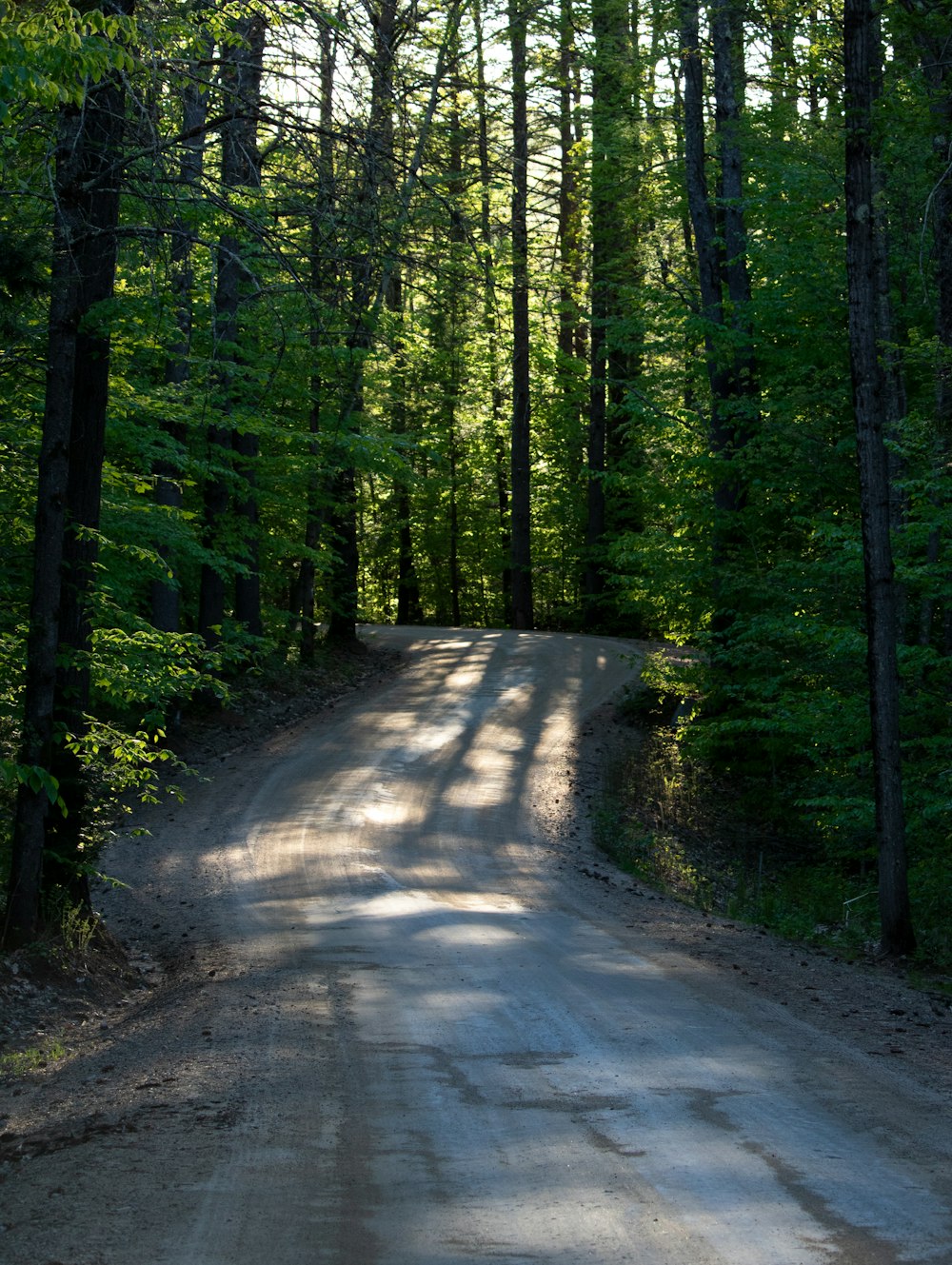 gray pathway between green trees during daytime