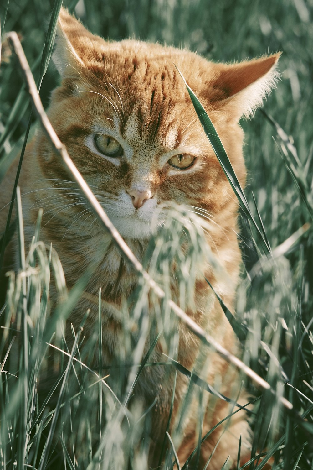 brown tabby cat on green grass