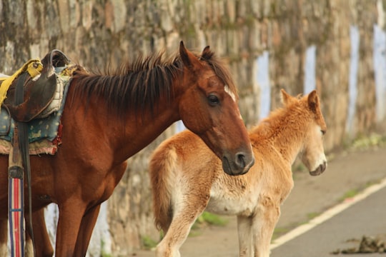 brown horse and white and brown horse on field during daytime in Ooty India