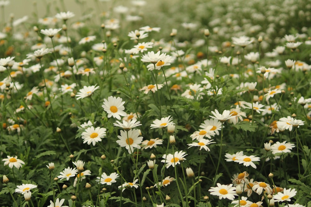 white and yellow flowers during daytime